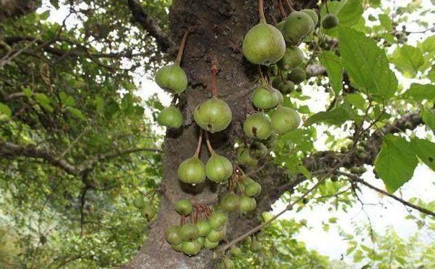 牛奶子:又名:甜枣,麦粒子,夏至蔸,半春子,阳春子,芒珠子,禾了子,铃春