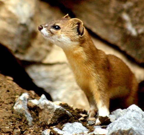 活寡妇招夫养夫惹非议,黄鼠狼强出头,做了上门女婿