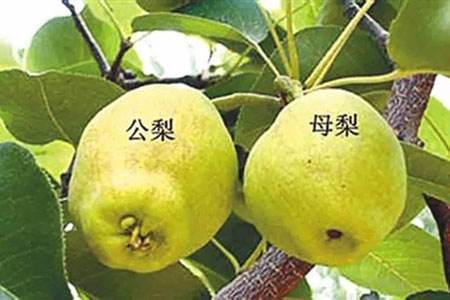 这些水果竟然有"男女"之别,快来看看,你买的水果是啥性别!