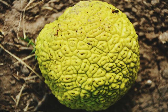 男子野外捡到酷似"人脑"的果子, 朋友看后叫他赶紧扔!