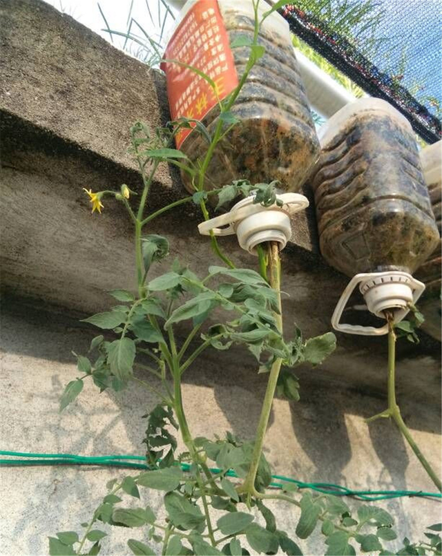 西红柿倒着栽,长势喜人,结果吃不完,只需要三个废弃油桶!