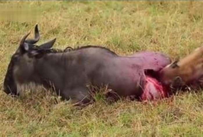 被鬣狗掏肛还在淡定吃草, 网友: 草原界的"淡定哥"!