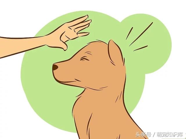 学会这六招抚摸狗狗,你家狗狗一定会超爱你!|狗狗|你家|学会_新浪新闻