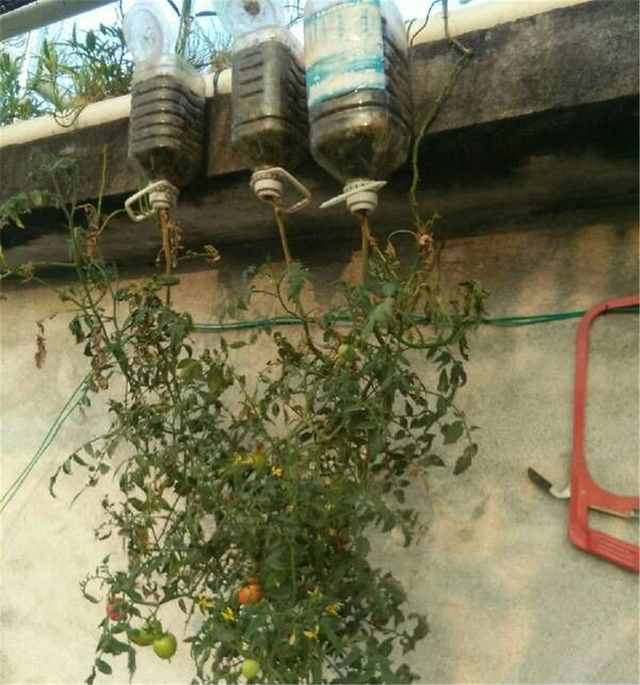 西红柿倒着栽,长势喜人,结果吃不完,只需要三个废弃油桶!