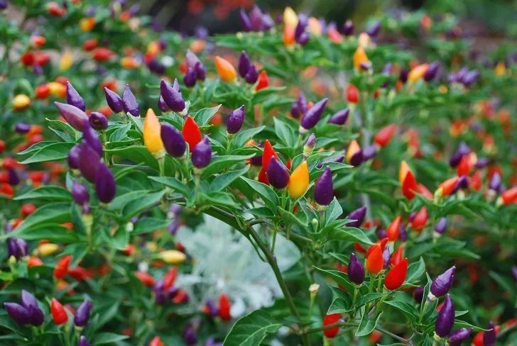 五颜六色的五彩椒,能看好吃的盆栽观赏蔬菜|五彩椒|盆栽|蔬菜_新浪新