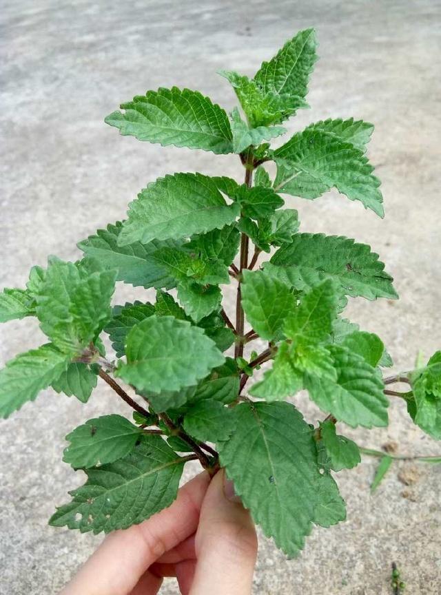 至今还以为凉粉就是粉做的,直到我去男朋友家,我们都错了|凉粉草|凉粉