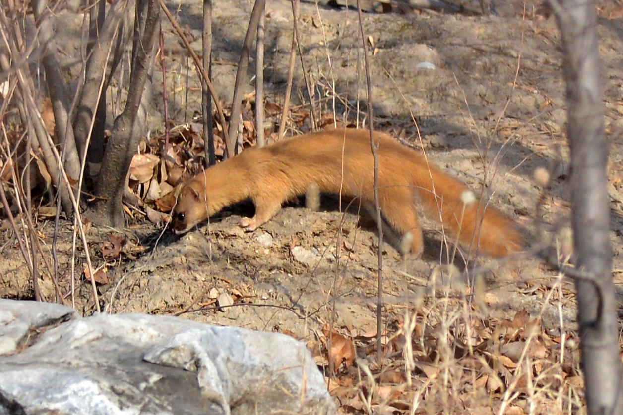 活寡妇招夫养夫惹非议,黄鼠狼强出头,做了上门女婿