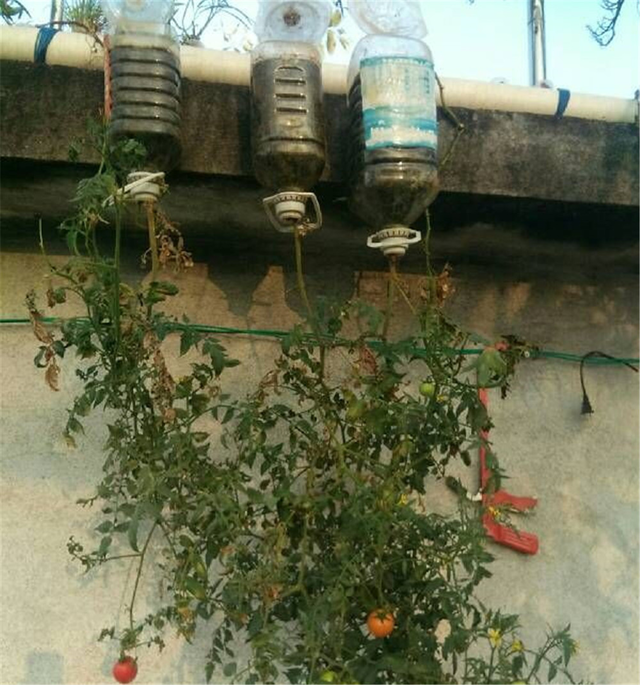 西红柿倒着栽,长势喜人,结果吃不完,只需要三个废弃油桶!