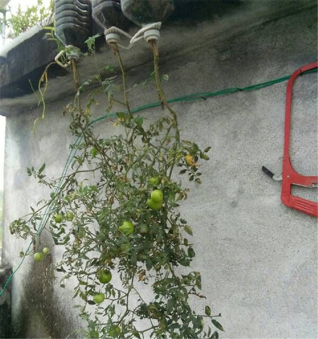 西红柿倒着栽,长势喜人,结果吃不完,只需要三个废弃油桶!