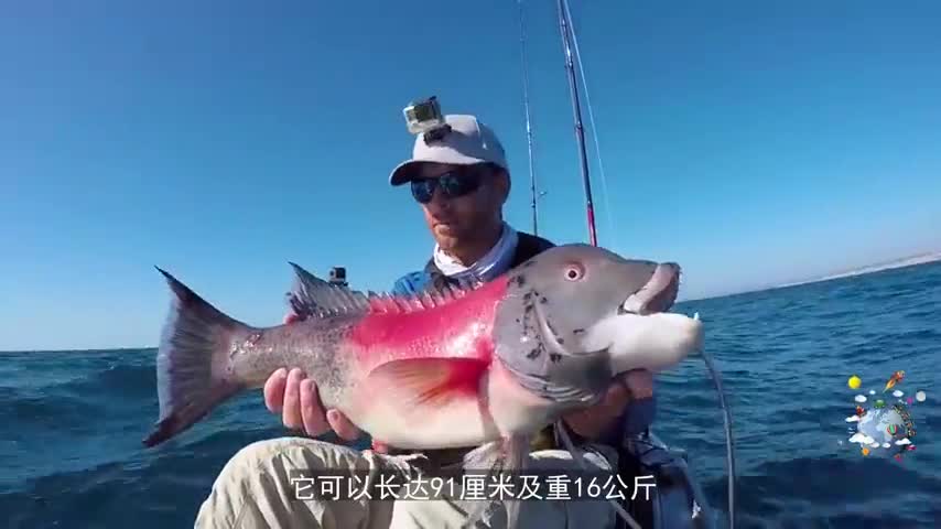 美国人钓到会变性的巨鱼，长达91厘米，身上有一道红带|长达|美国人|巨鱼|加州|变性_新浪新闻