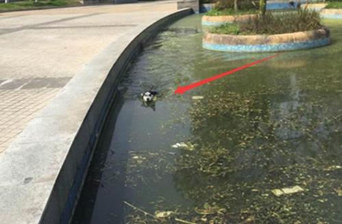 我只能说,这位铲屎官是幸运的,比起那位在粪池里洗澡哈士奇主人,你就