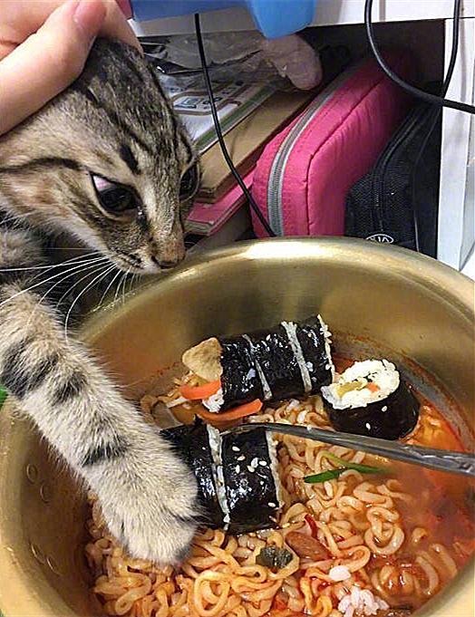 猫咪贪吃到令人发指的程度,主人不堪其扰,另一只猫躺枪