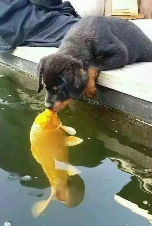 抓拍到狗狗和锦鲤亲吻,结果却被脑回路清奇的网友p图成这样结局
