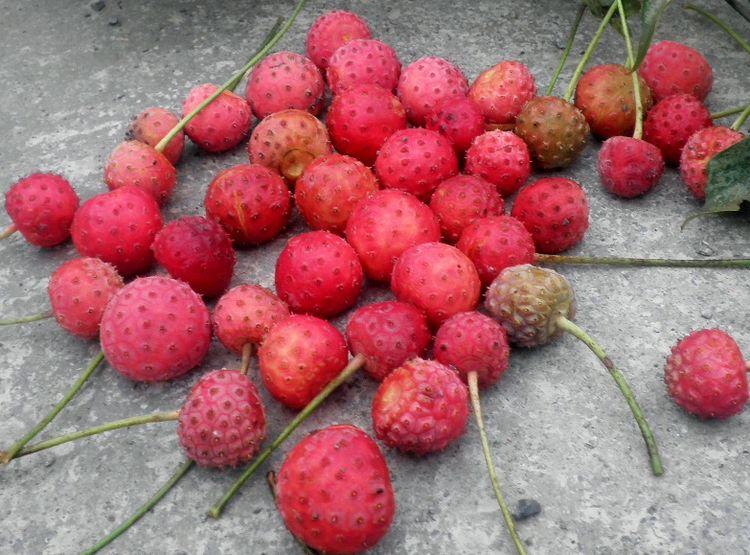 江西农村长了满山的"荔枝",吃多少都不上火,还能清热解毒__财经头条