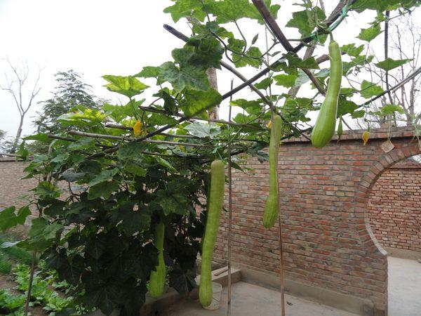 农地里的"砍瓜",可随吃随砍,卖2块一斤,你吃过吗?