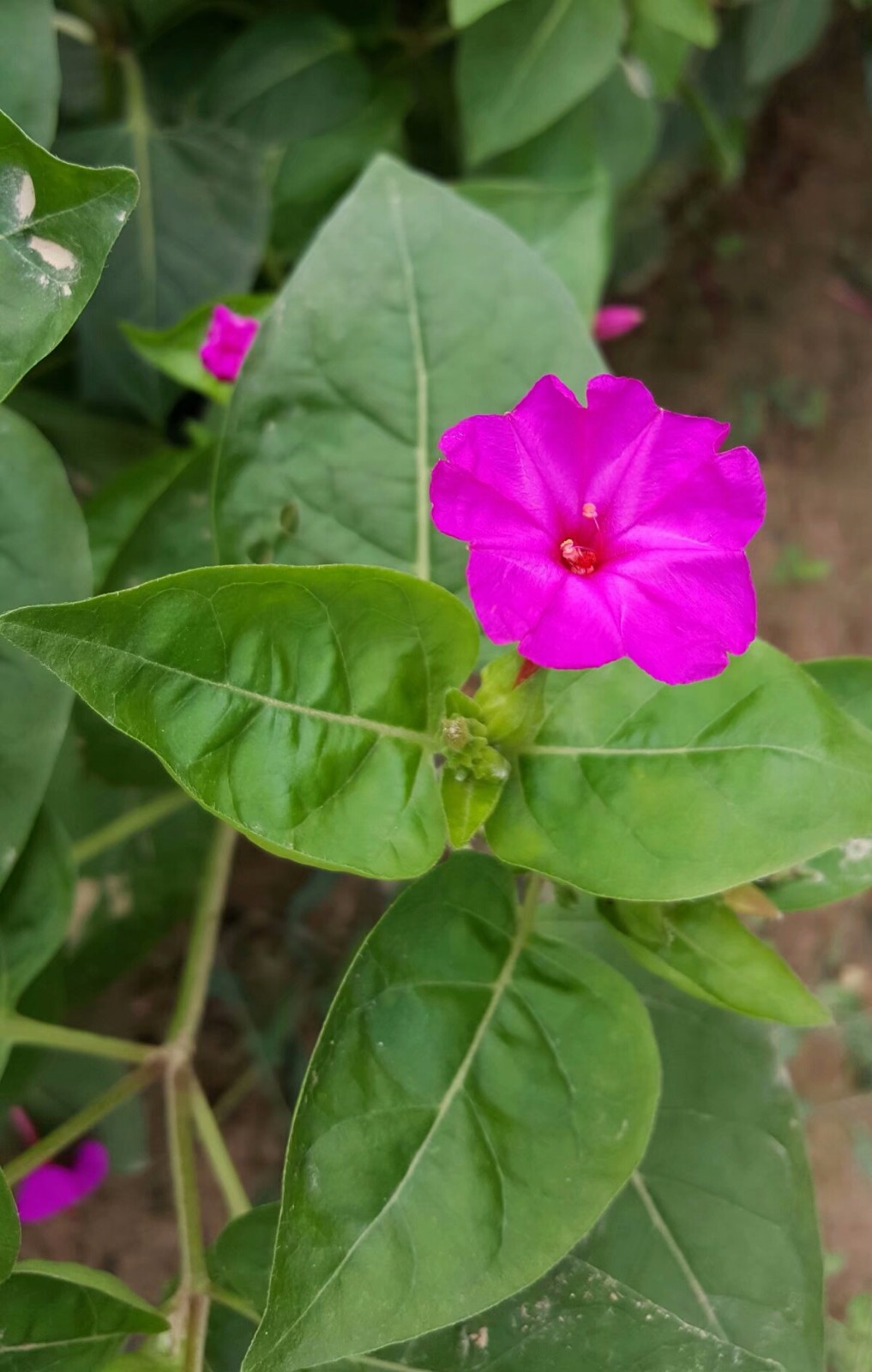 植物百科九紫茉莉