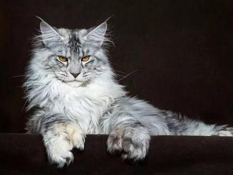 10大最受欢迎猫咪排行,你家的猫上榜了吗?