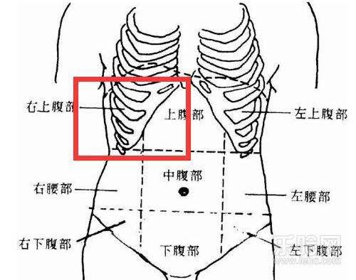 肝硬化患者肝硬化两个阶段有症状更要注意