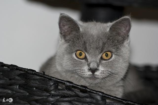 10大最受欢迎猫咪排行,你家的猫上榜了吗?