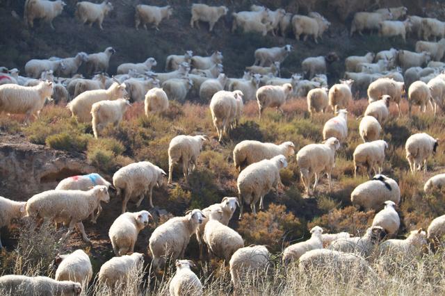 所谓"阉羊",人们统称"羯羊".