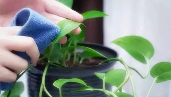 接着一手握住植物的叶片,一手拿着毛巾顺着植物叶子表面脉络的方向