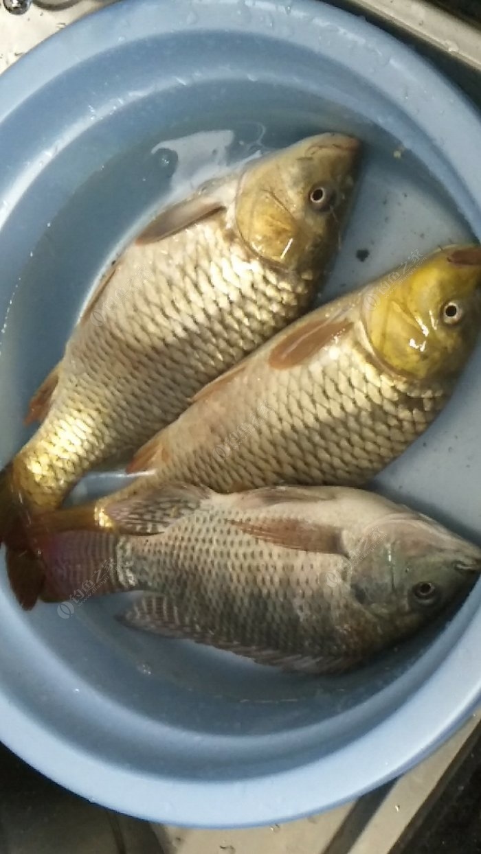 钓友|红虫|鲤鱼_新浪新闻