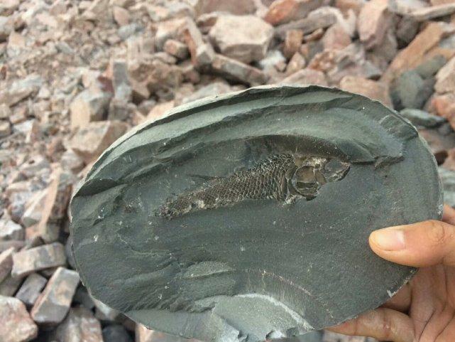 河边捡到一块蛋形石头, 砸开一看里面有条鱼