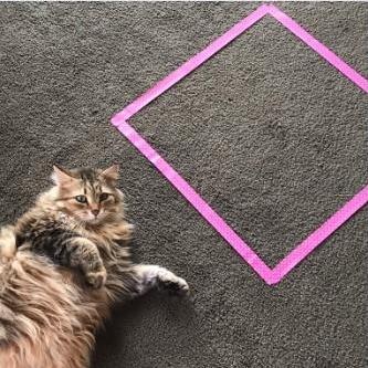 竟然还有猫奴不知道这玩意儿的