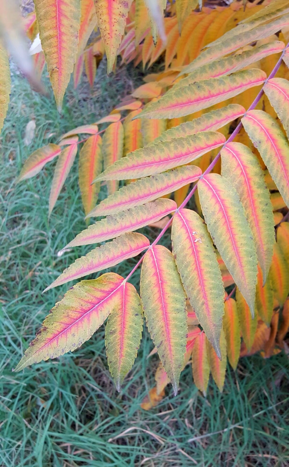 植物百科（十）火炬树