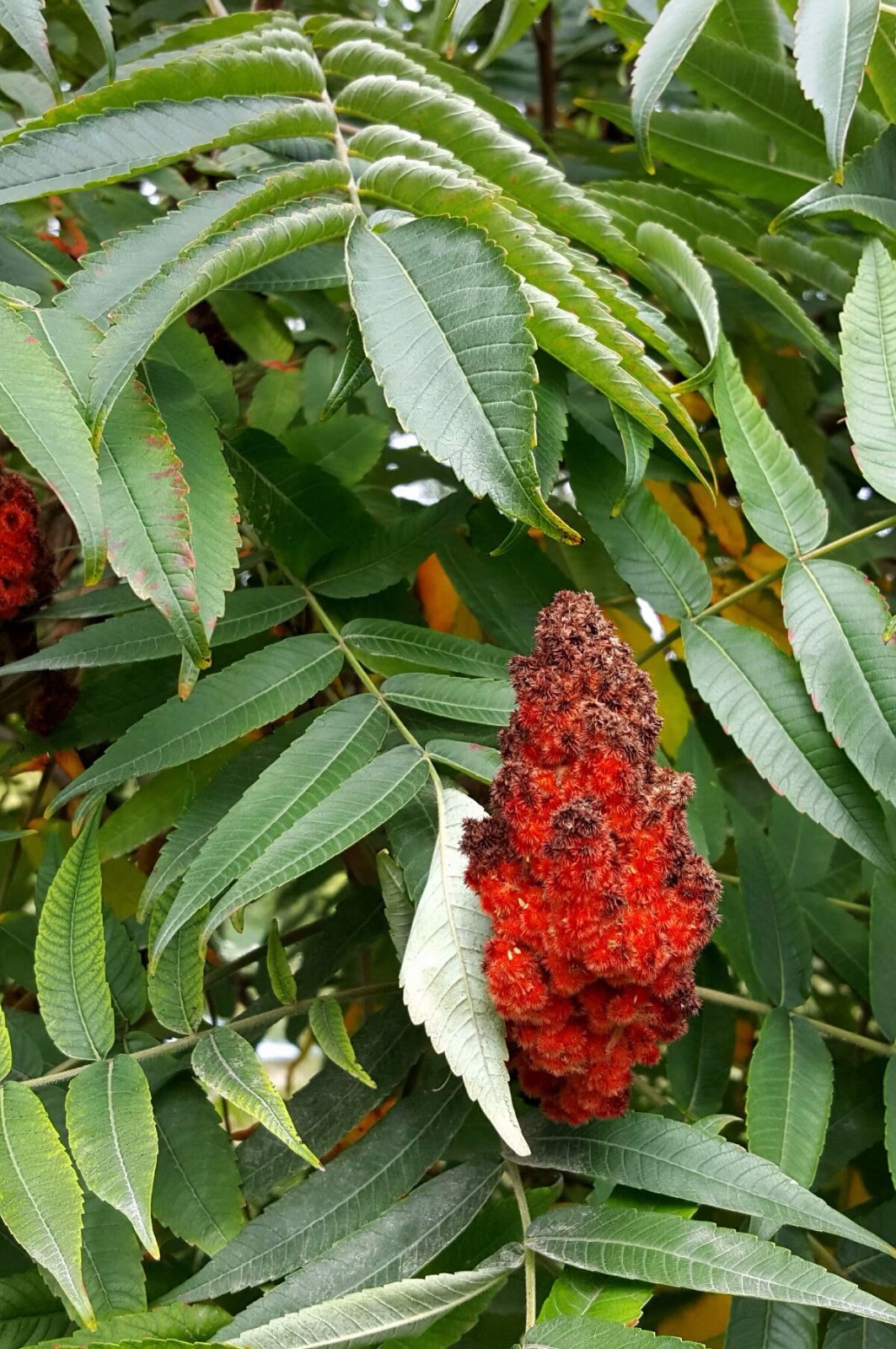 植物百科(十)火炬树|火炬树|植物|百科_新浪新闻