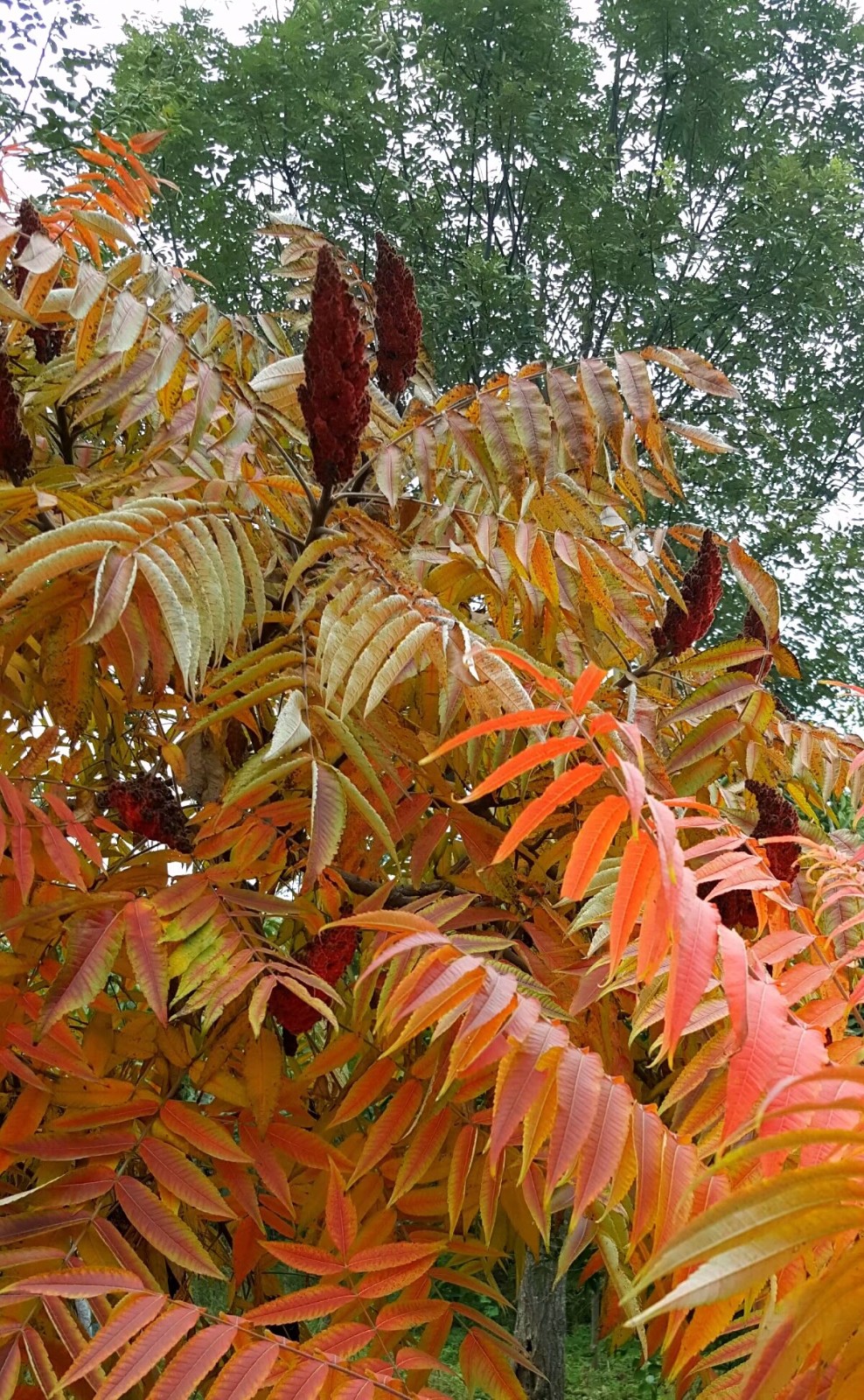 植物百科(十)火炬树|火炬树|植物|百科_新浪新闻
