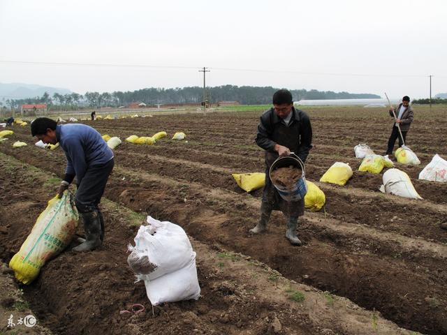 农民种大豆这样施肥真的能增产吗?听听专家怎么说!