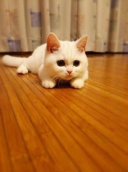 猫咪在家独自做这事,网友:还等什么,可以出道了!