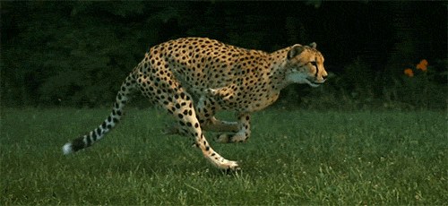 猎豹们捕杀羚羊正开吃, 抬头发现同伴突然变成杀马特的二哥