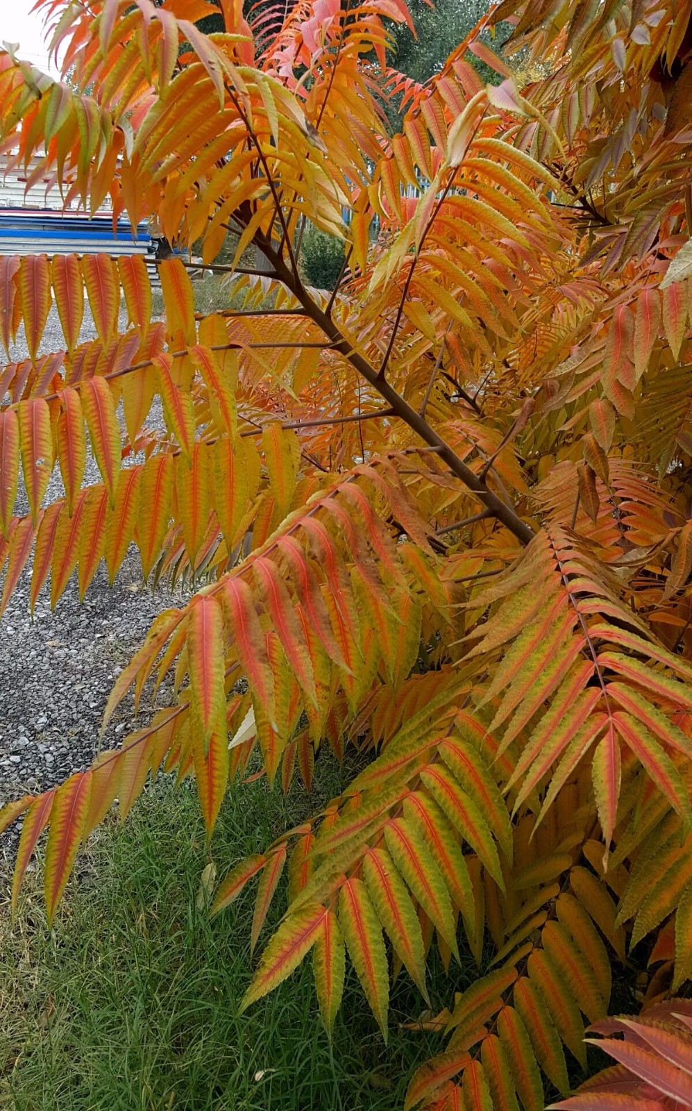 植物百科(十)火炬树