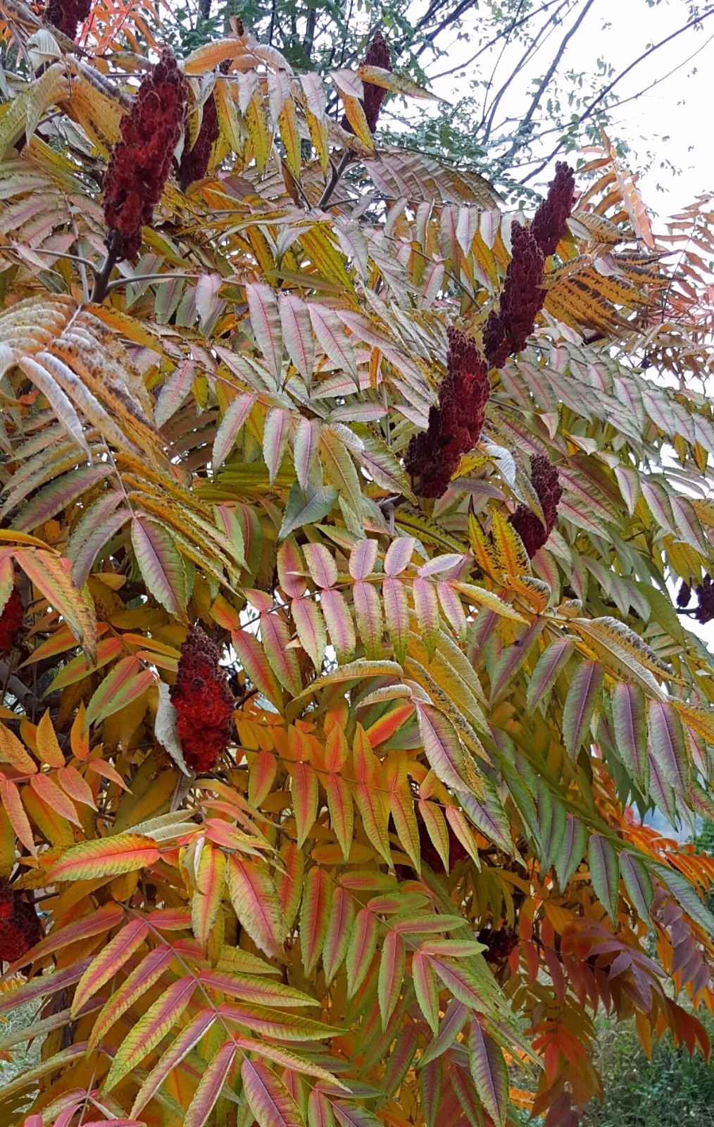 植物百科(十)火炬树