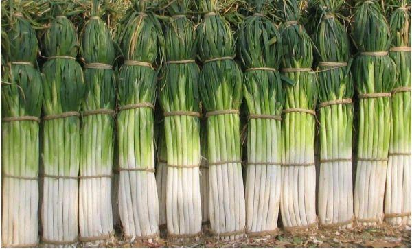 被皇帝誉为"葱中之王",高可达2米,如今价格不低却很"受宠"