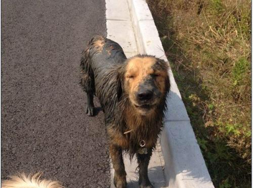 掉进粪坑的金毛被抛弃,担心再次被抛弃,每天赚钱养我!