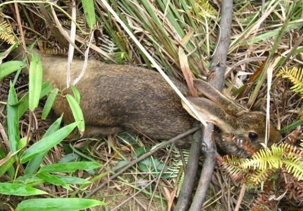 以前农村常吃的4大野味,好几样现在花大价钱都很难买的到了