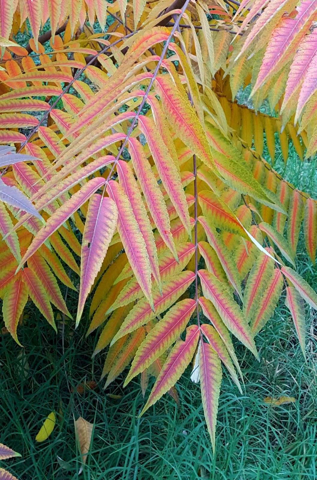 植物百科(十)火炬树