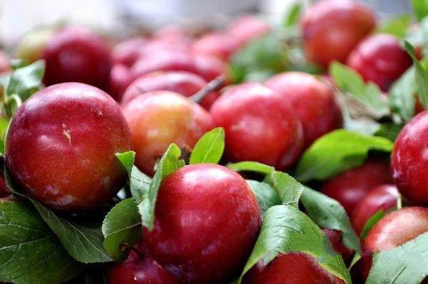 这种口味甘甜的水果在乡下无人问津, 但城市里面却卖到50块钱一斤