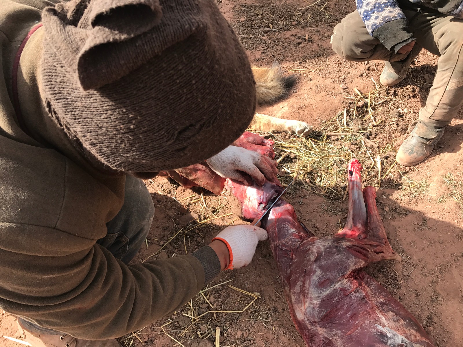 网友拍到疑似牧民杀狼画面 剥皮割肉