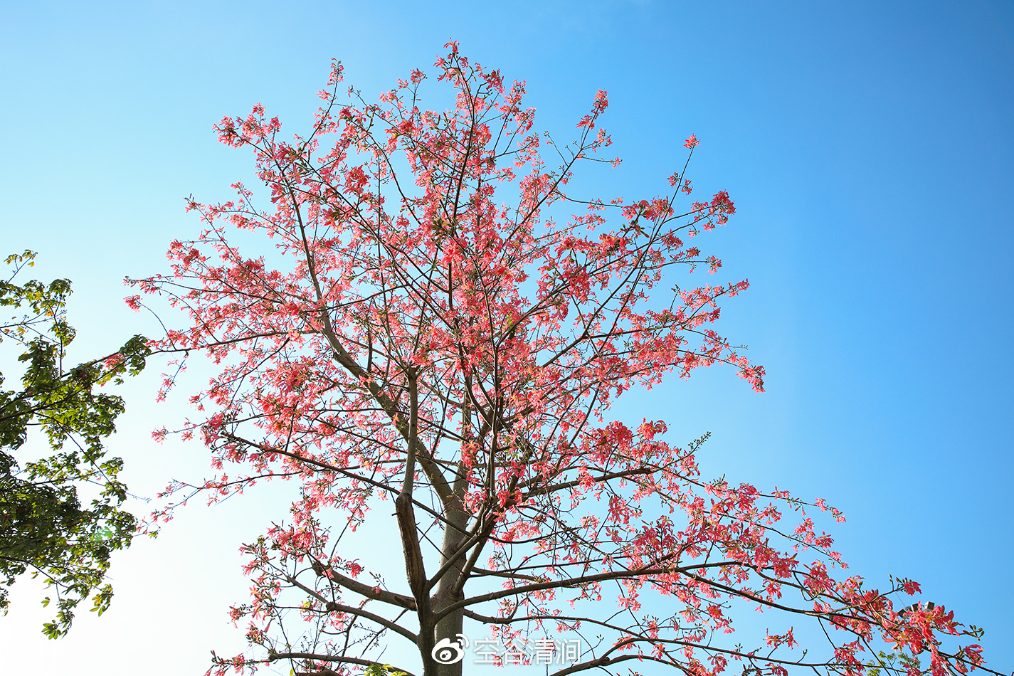 深圳最美的树开花了