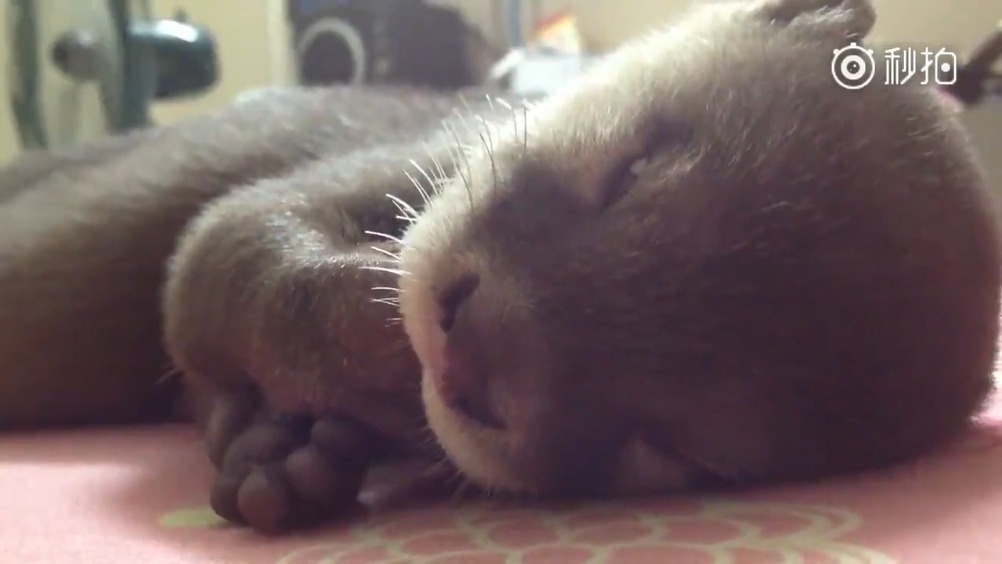 一只熟睡的水獭宝宝,睡觉了还吃手手,太可爱了!