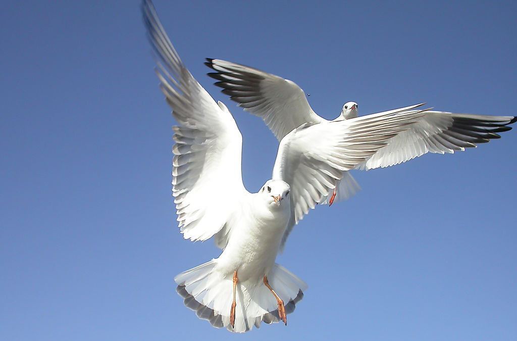 屋顶异响大眼鸟双腿站立似