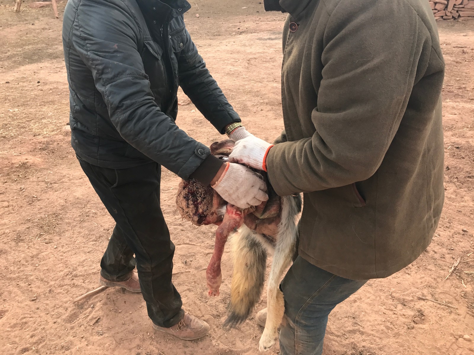 网友拍到疑似牧民杀狼画面 剥皮割肉