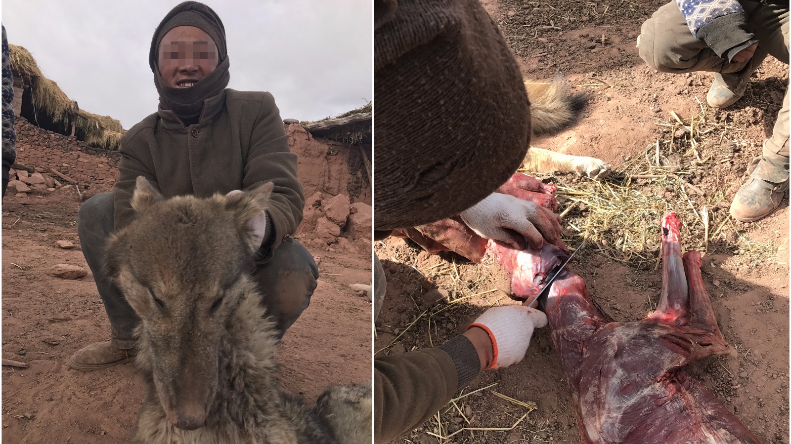 网友拍到疑似牧民杀狼画面 剥皮割肉