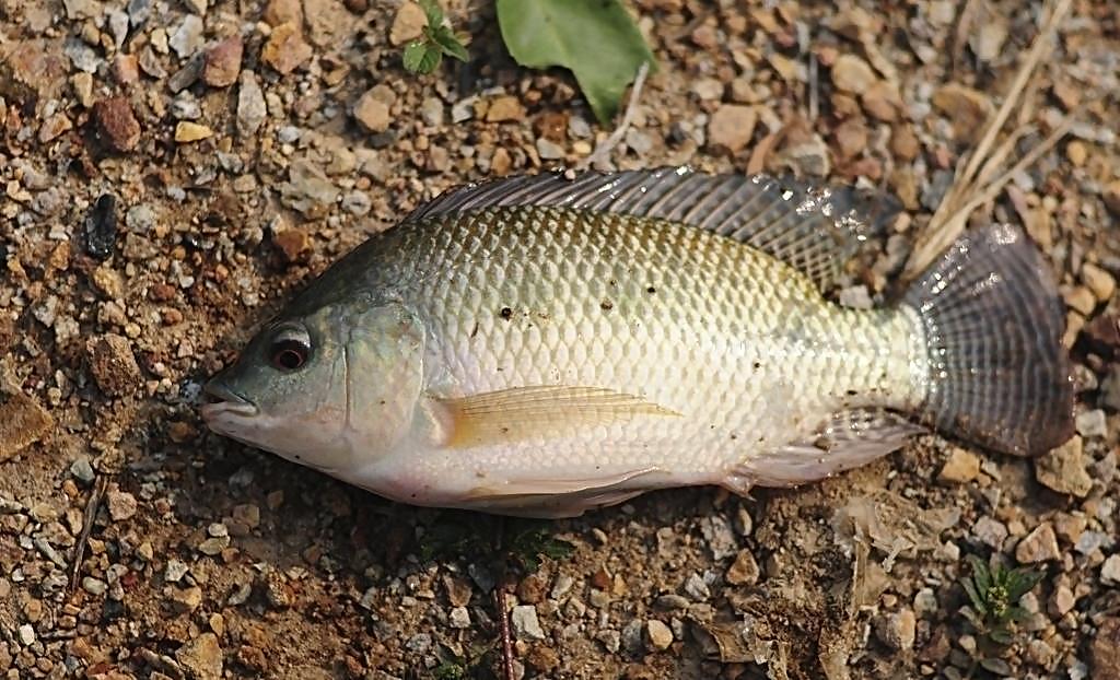 吃鱼讲究多,这4种病千万不能吃鱼!