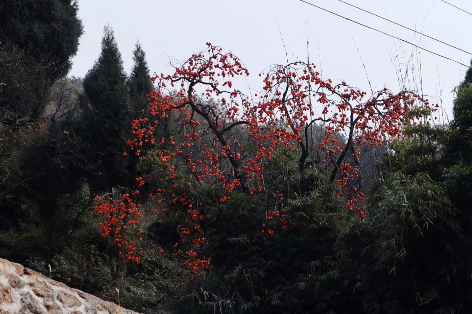 昭化牛头山柿子图片