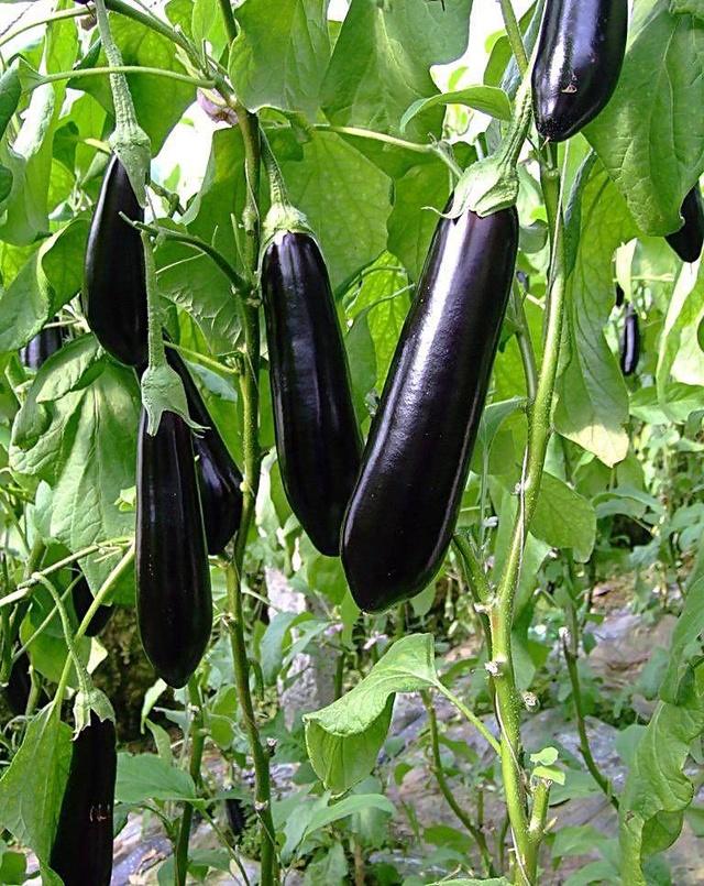 这5种菜几毛钱一斤,却是清理血管小能手!年龄越大越应该吃!